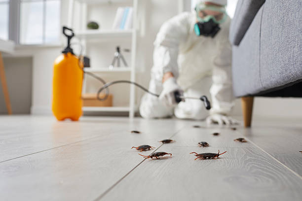 Post-Treatment Bed Bug Interceptor Monitoring in Walkertown